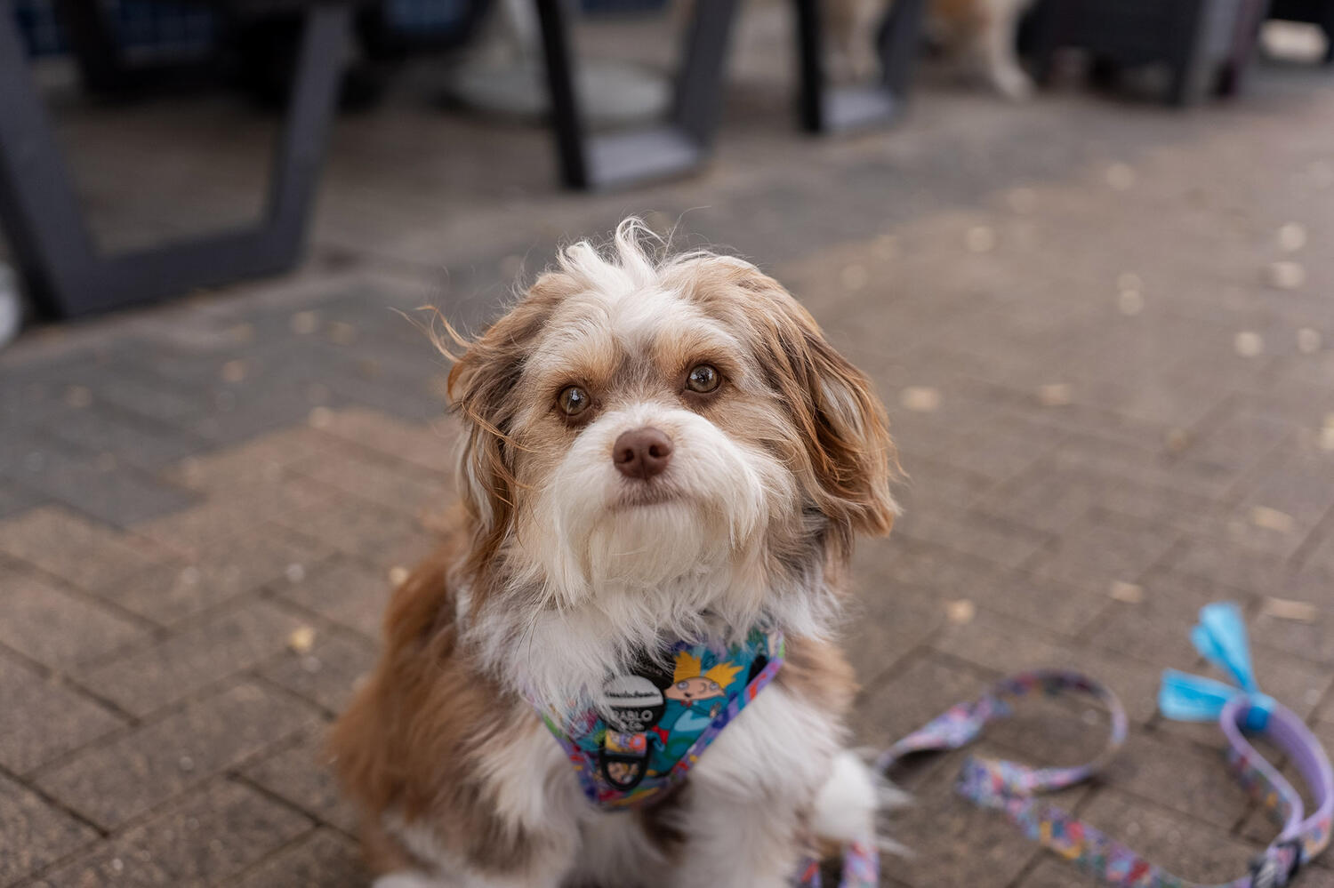 Bark Brews Web11 Kakapo Business Sales