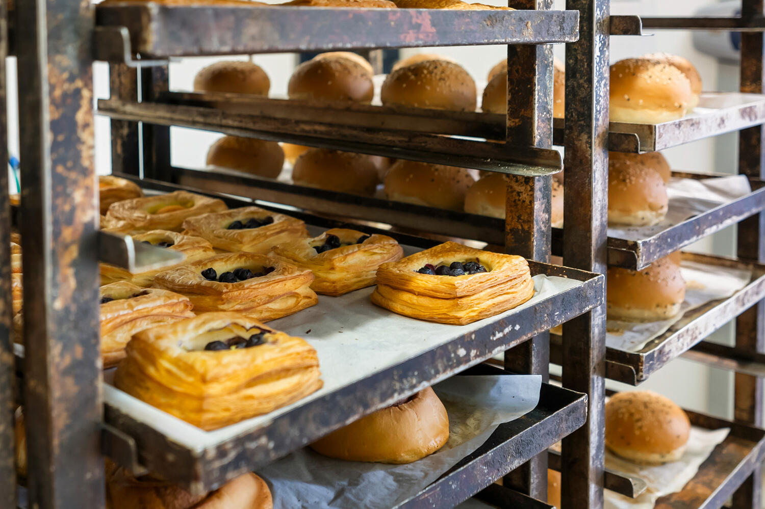 Dough Boys Web8 Kakapo Business Sales