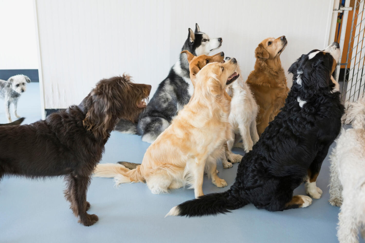 Doggy Daycare Silverdale Kakapo Business Sales