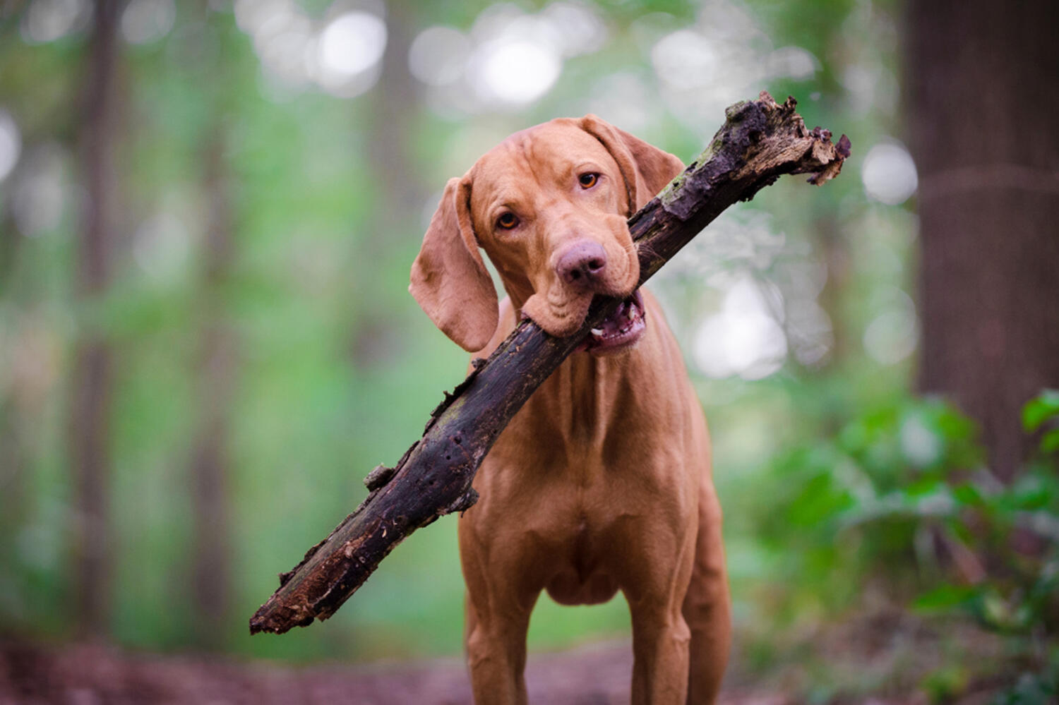 Doggy Daycare Puhoi Kakapo Business Sales