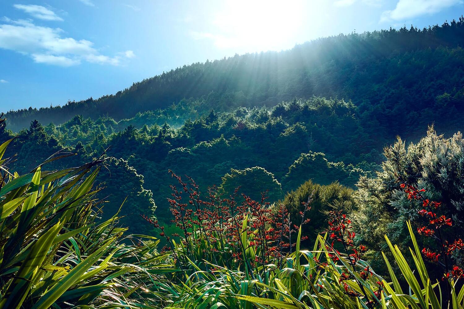 Skincare Web1 Kakapo Business Sales