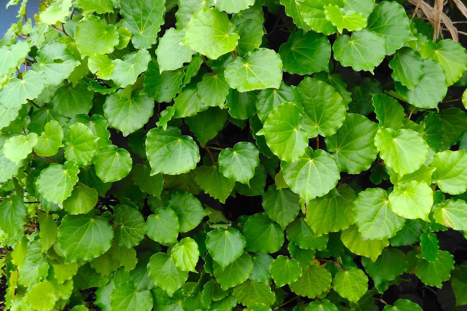 Ethical Health Skincare Business SOLD by Kakapo Business Sales