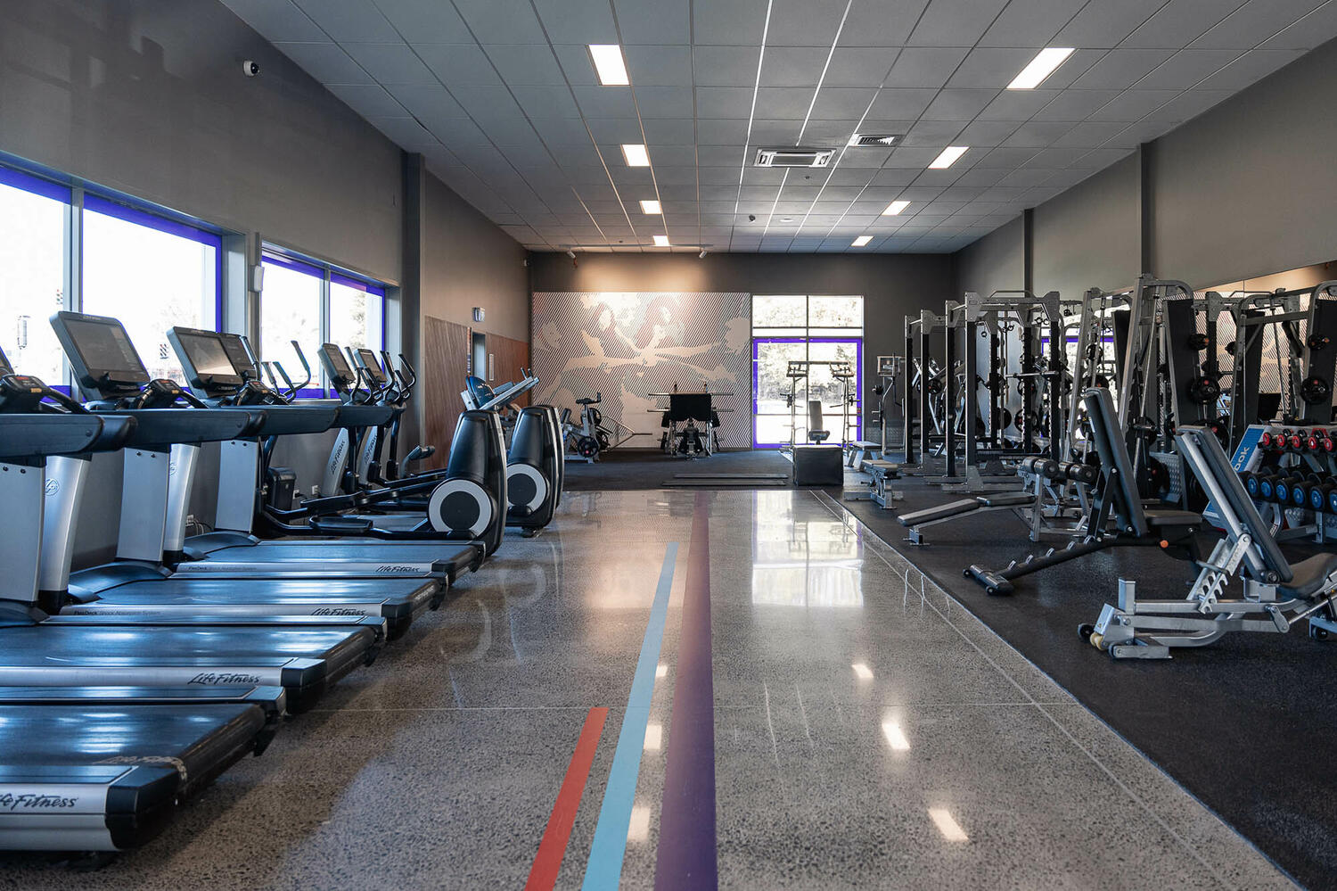 Anytime Fitness Hamilton Web8 Kakapo Business Sales